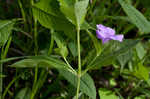 Limestone wild petunia